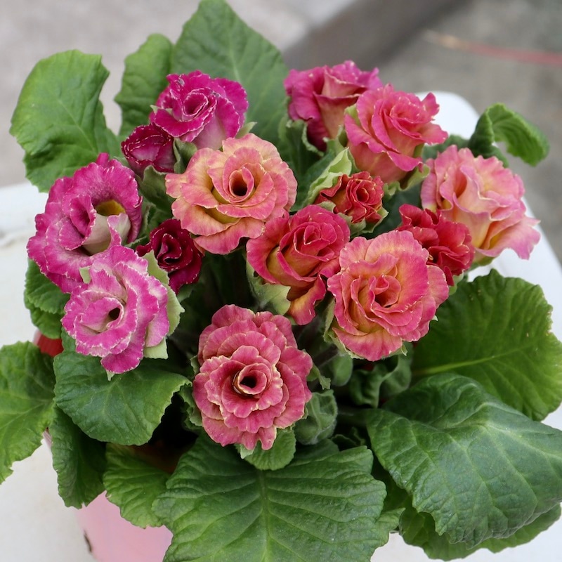 画像で花色を選べる☆バラ咲きプリムラ・ジュリアン「ミステリーモカ」25番