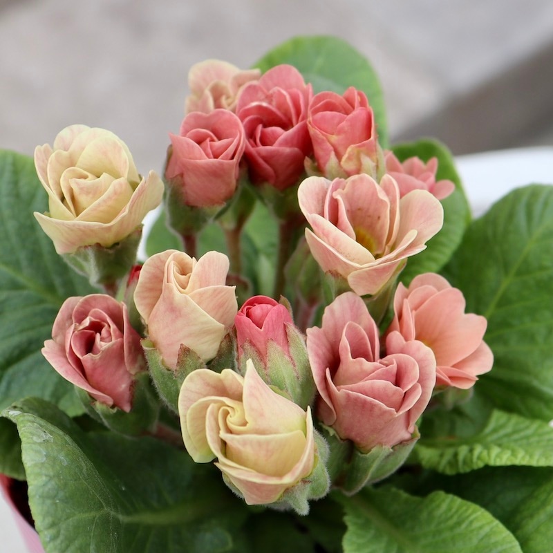 現品1点限り☆バラ咲きプリムラ・ジュリアン「ミステリーモカ」26番