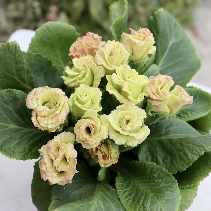 画像で花色を選べる!! バラ咲きプリムラ・ジュリアン「ミステリーモカ」27番