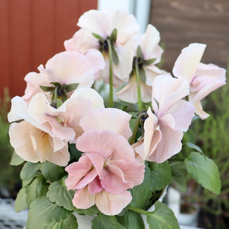 画像の現品1点限り☆八重咲きパンジー「ルナ・ドゥーブル」30番