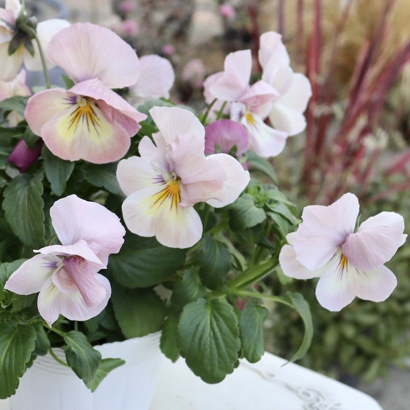 画像の現品1点限り☆八重咲きパンジー「ルナ・ドゥーブル」10番