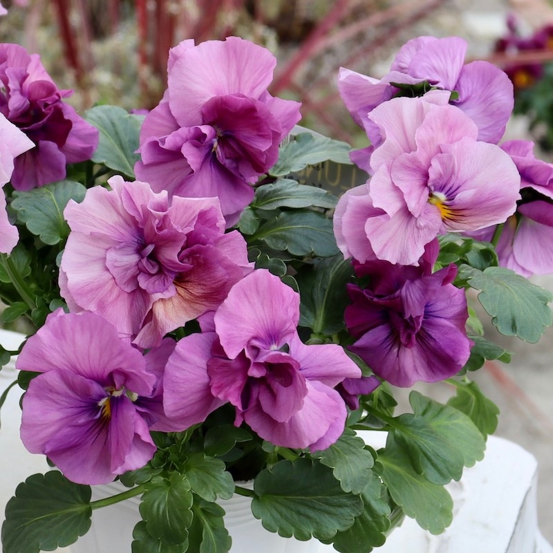 画像の現品1点限り☆八重咲きパンジー「ルナ・ドゥーブル」11番