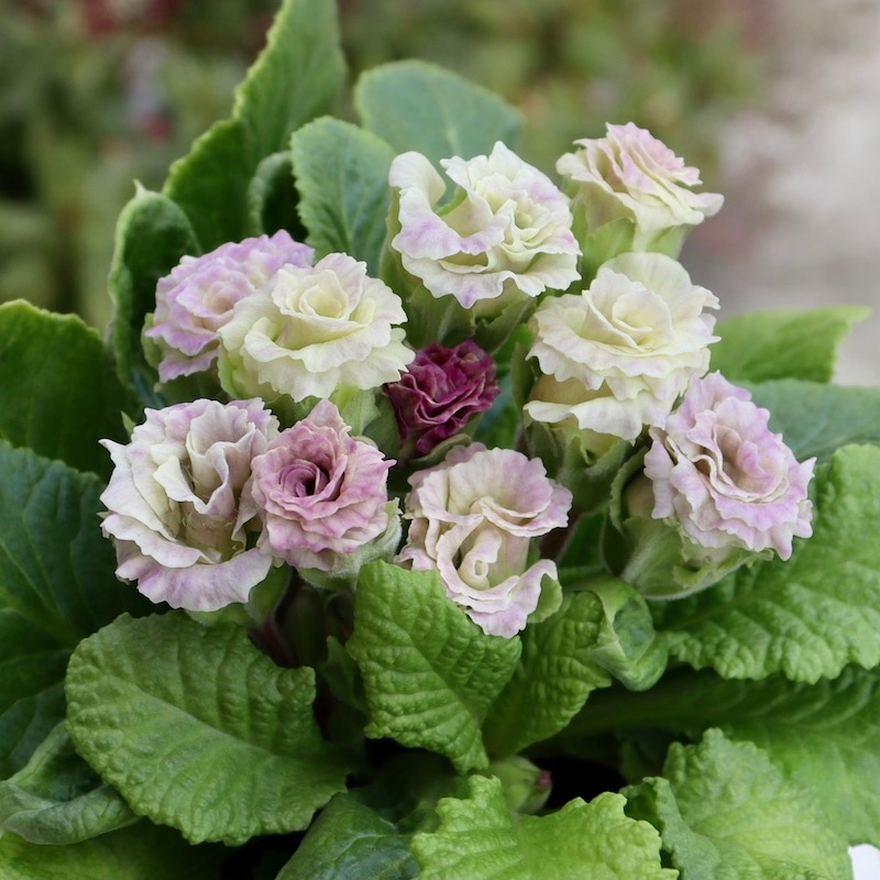 現品1点限り☆バラ咲きプリムラ・ジュリアン「ミステリーモカ」28番