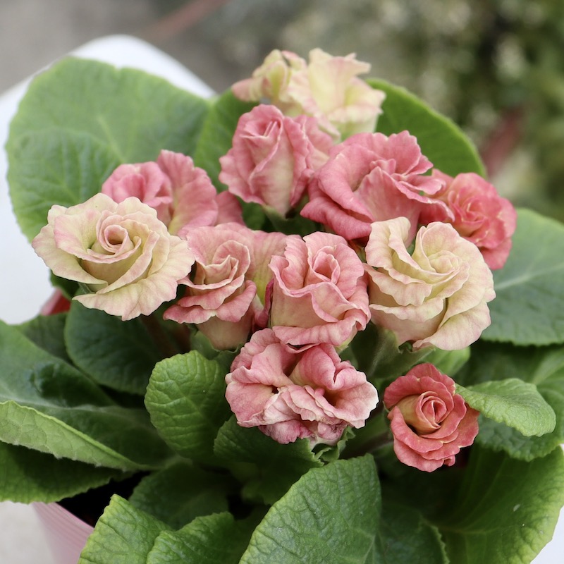 現品1点限り☆バラ咲きプリムラ・ジュリアン「ミステリーモカ」30番