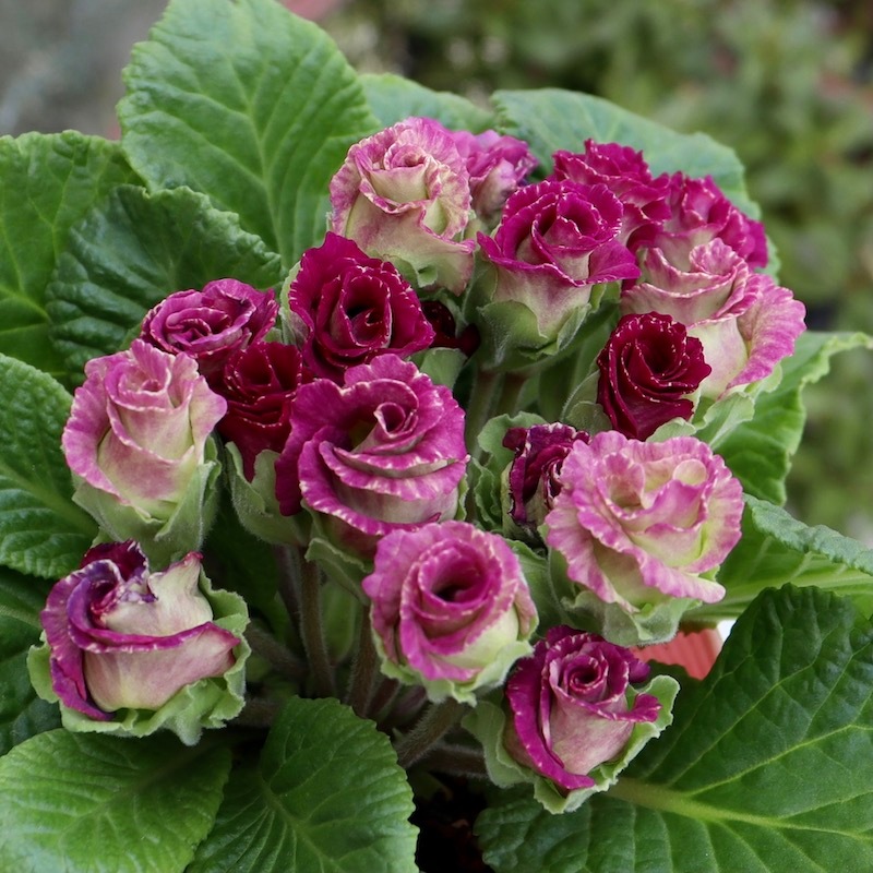 現品1点限り☆バラ咲きプリムラ・ジュリアン「ミステリーモカ」31番