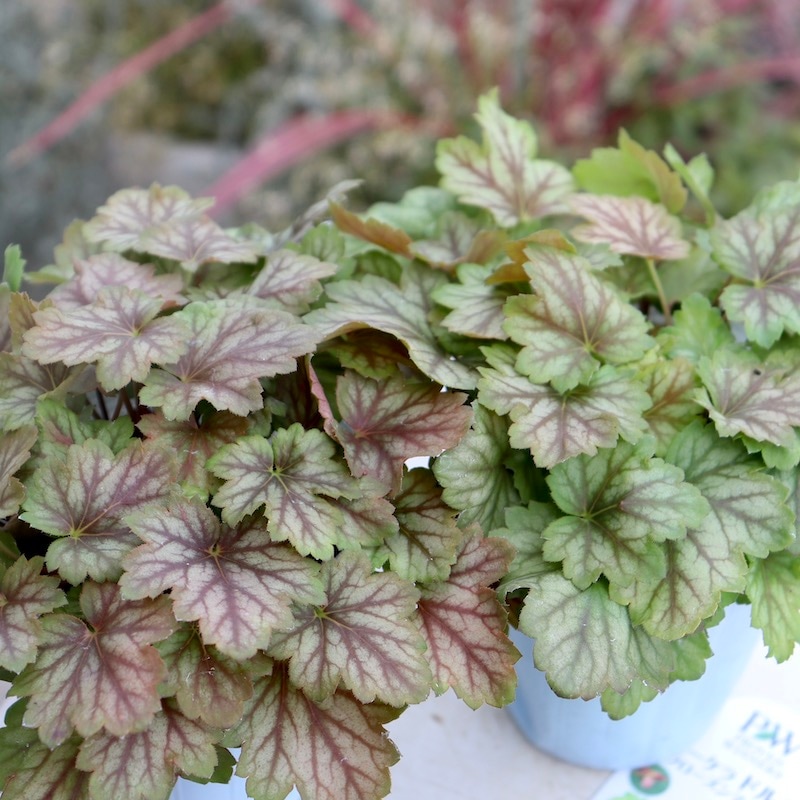 ヒューケラ・ドルチェシリーズ「フローズンマスカット」