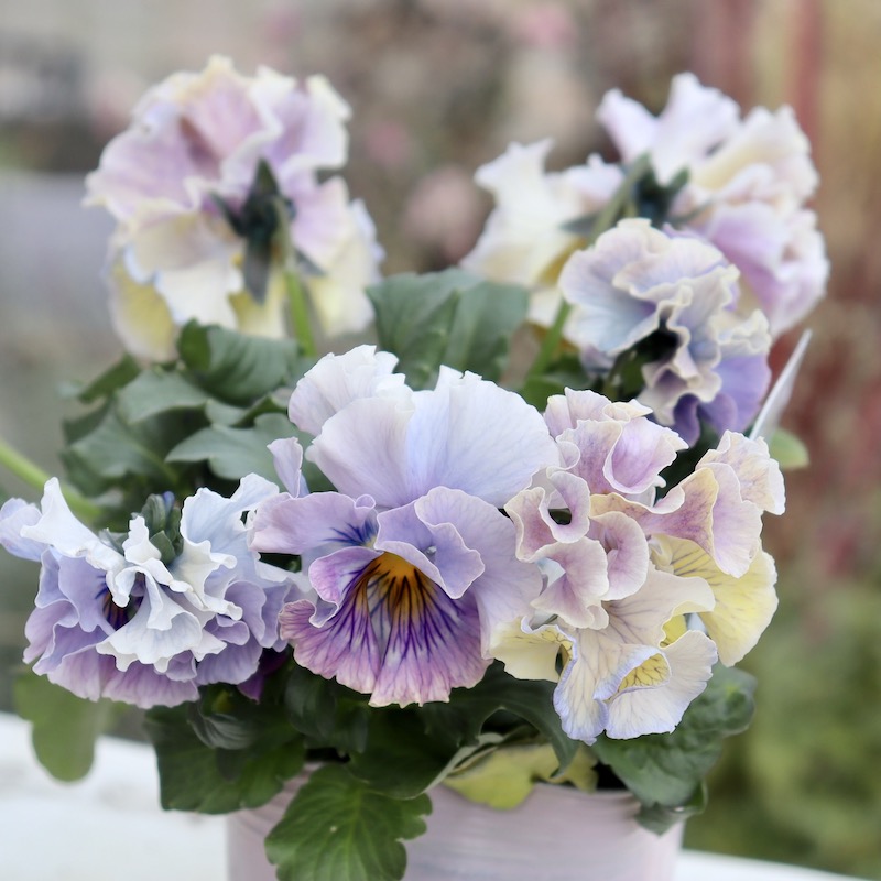 画像の現品1点限り☆Rガーデンさんのアンティークフリルパンジー