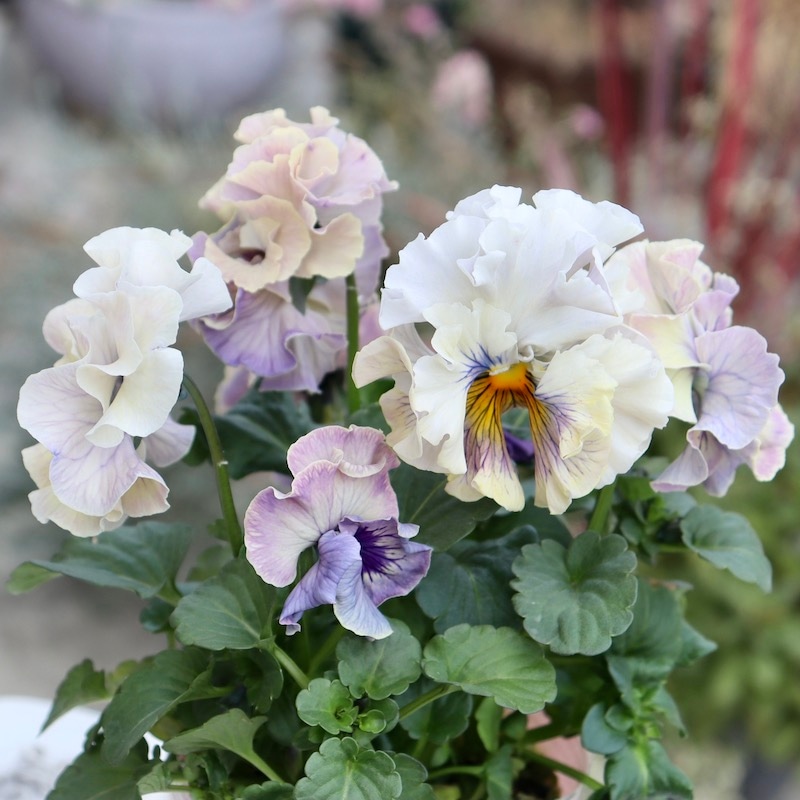 アンティークフリルパンジー・フルール 画像の現品1点限り☆Rガーデンさんのアンティークフリルパンジー