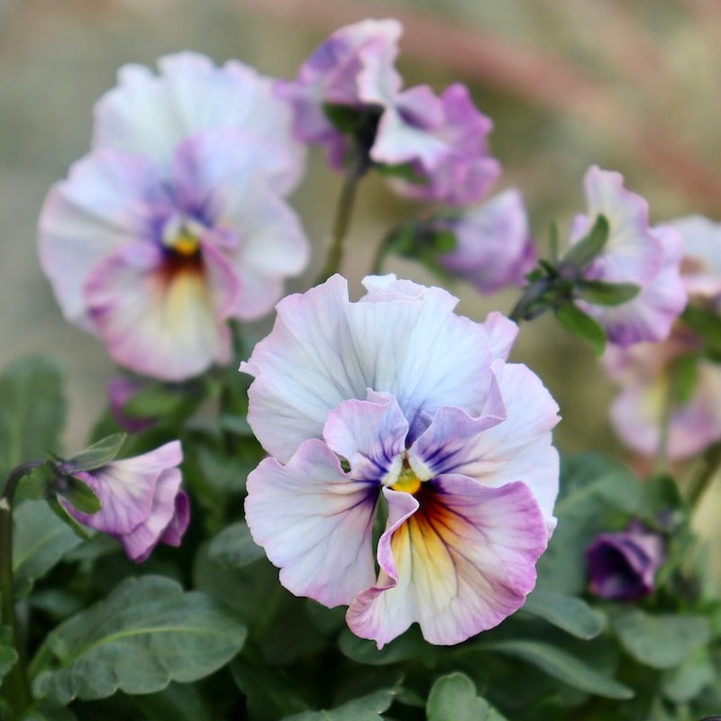 フェデネージュ パンジー 綺麗な水色〜パープル 画像の現品1点限り!! 超良株☆桂楓園さんのパンジー「フェデネージュ