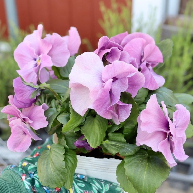 画像の現品1点限り☆八重咲きパンジー「ルナ・ドゥーブル」31番