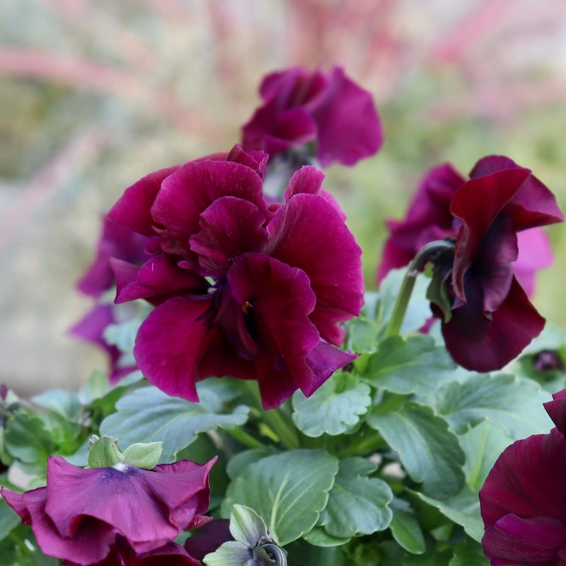 画像の現品1点限り☆八重咲きパンジー「ルナ・ドゥーブル」13番