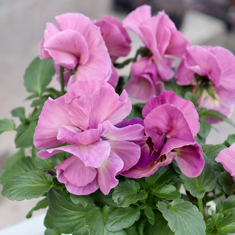 画像の現品1点限り☆八重咲きパンジー「ルナ・ドゥーブル」14番