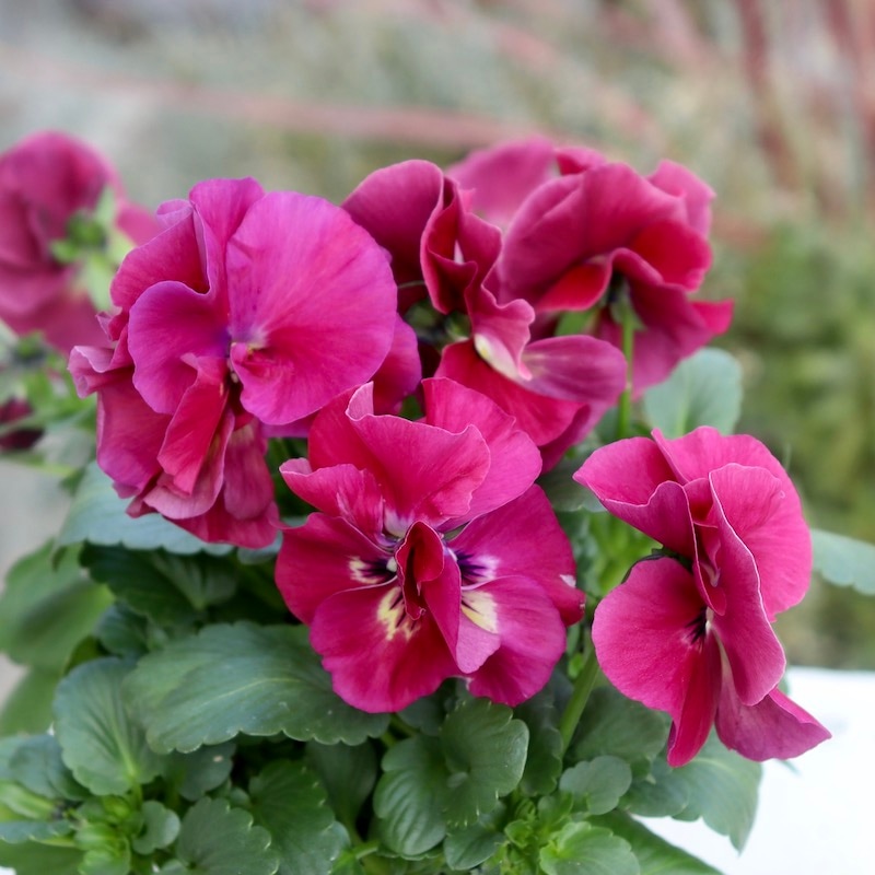 画像の現品1点限り☆八重咲きパンジー「ルナ・ドゥーブル」15番