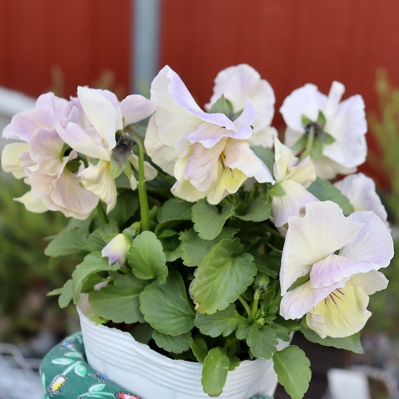 画像の現品1点限り☆八重咲きパンジー「ルナ・ドゥーブル」35番