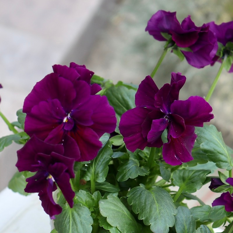 画像の現品1点限り☆八重咲きパンジー「ルナ・ドゥーブル」17番