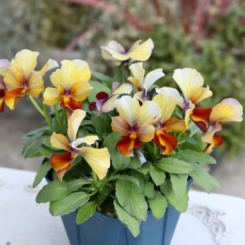 今シーズンのNEW現品1点限り☆サトウ園芸さんのビオラ・ヌーヴェルヴァーグ<236番>