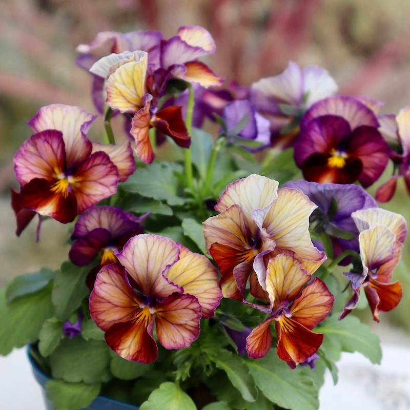 今シーズンのNEW現品1点限り☆サトウ園芸さんのビオラ・ヌーヴェル