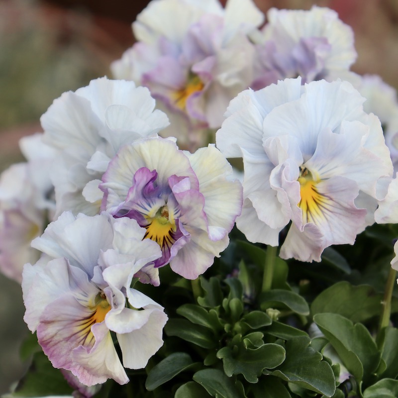 画像と同じ色の花♪1点限り!! 超良株☆桂楓園さんのパンジー「フェデ