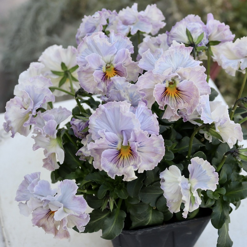 R*U様 桂風園✳︎パンジーフェデネージュ金縁ブルービオラフリルパンジー