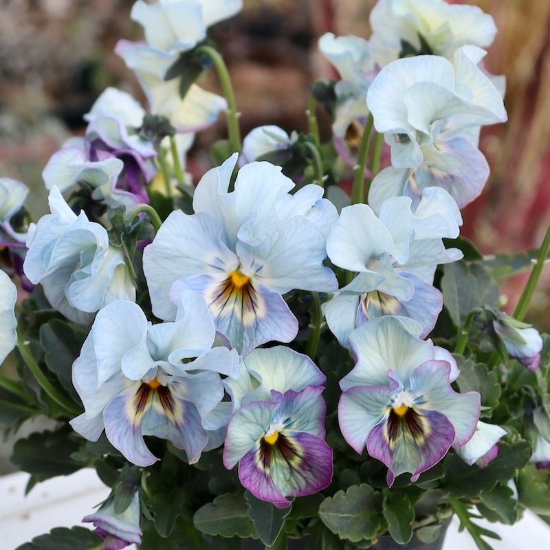 桂楓園　ビオラマジックアワー　レディ　希少苗　３苗セット　ブルー系 桂楓園 ビオラマジックアワー 希少3苗セット ブルー ビオラレディ