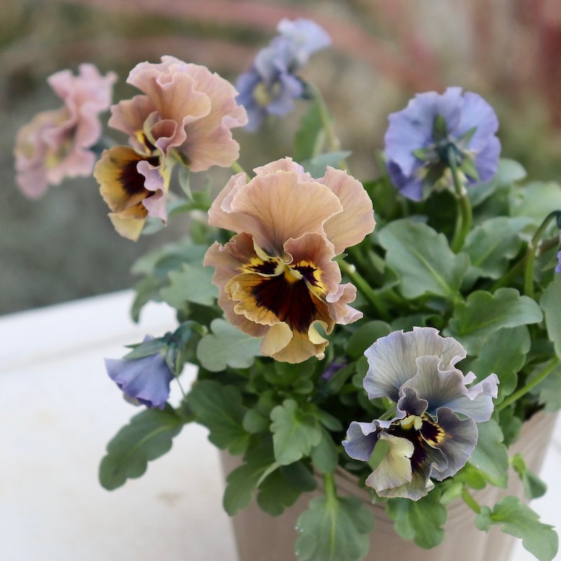 画像の現品!! 石川園芸さんのビオラ「レディ」＜23-08＞