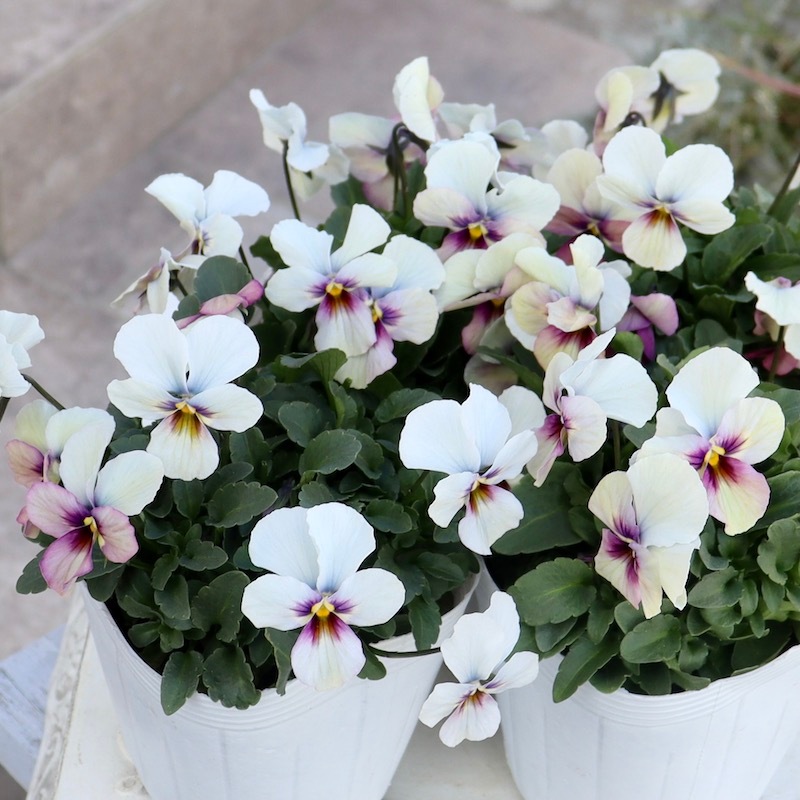 画像で花弁の色・形を選べる!!うえたビオラ「パピヨンワールド」104番　