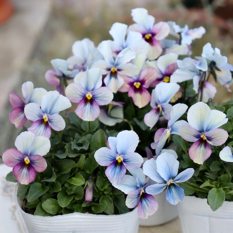 画像で花弁の色・形を選べる!!うえたビオラ「パピヨンワールド」106番