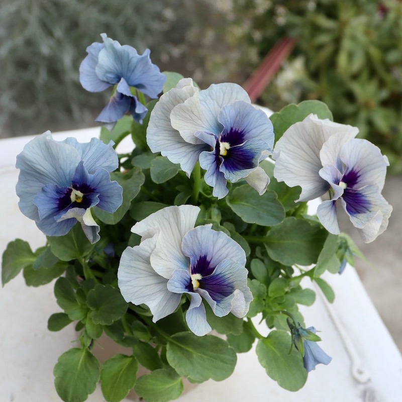 石川園芸ビオラレディ　ブルー　希少 ビオラレディ 希少苗 ブルー系 石川園芸