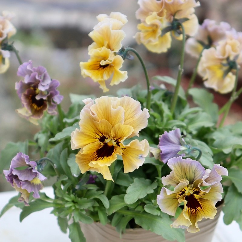 ビオラレディ　b 画像の現品!!石川園芸さんのビオラ「レディ」＜23-13＞