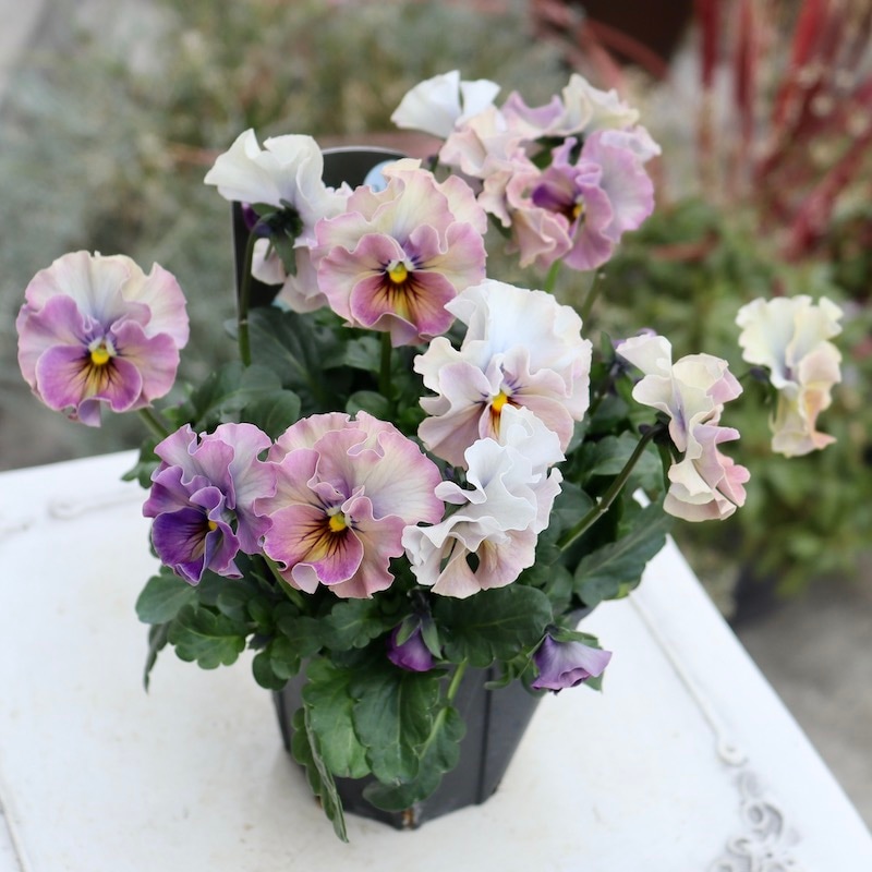 画像の現品1点限り!! 超良株☆桂楓園さんのパンジー「フェデネージュ