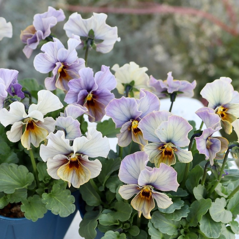 画像で花色を選べる!!サトウ園芸さんのビオラ・ヌーヴェルヴァーグ