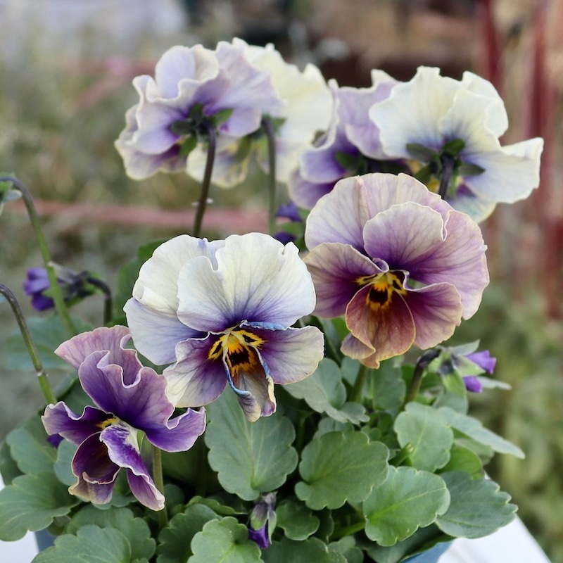 ヌーヴェルヴァーグ・ラピスラズリ 画像で花色を選べる!!サトウ園芸さんのビオラ・ヌーヴェルヴァーグ