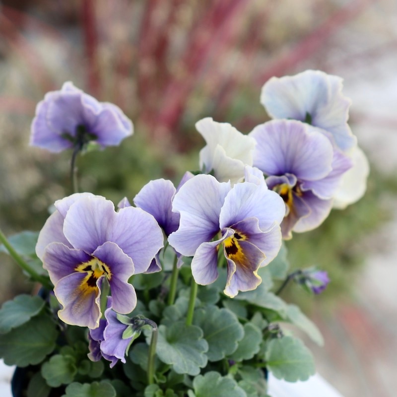 ヌーヴェルヴァーグ9