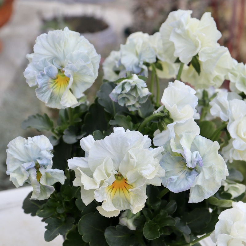 画像と同じ色の花♪あと2点みっけ!!】 超良株☆桂楓園さんのパンジー