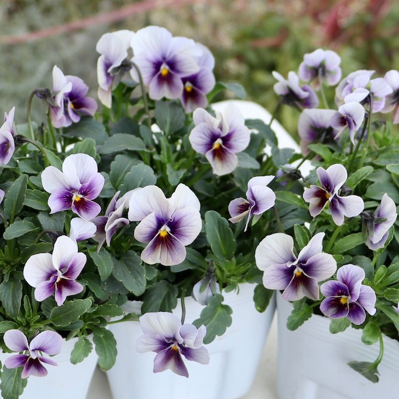 画像で花色を選べる!! 北島園芸さんの小輪ビオラ「藍月-あいづき-」＜1番＞