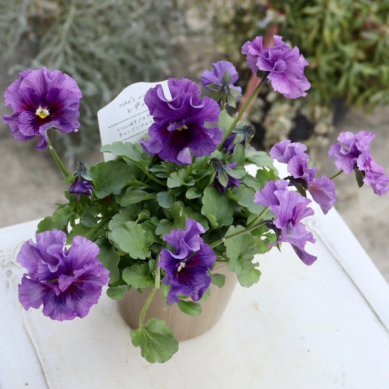 石川園芸　ビオラレディ　３苗セット 石川園芸 ビオラレディ3苗セット - メルカリ