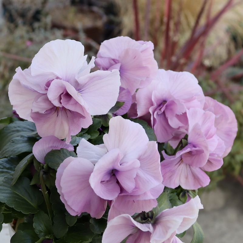 画像の現品1点限り☆八重咲きパンジー「ルナ・ドゥーブル」18番