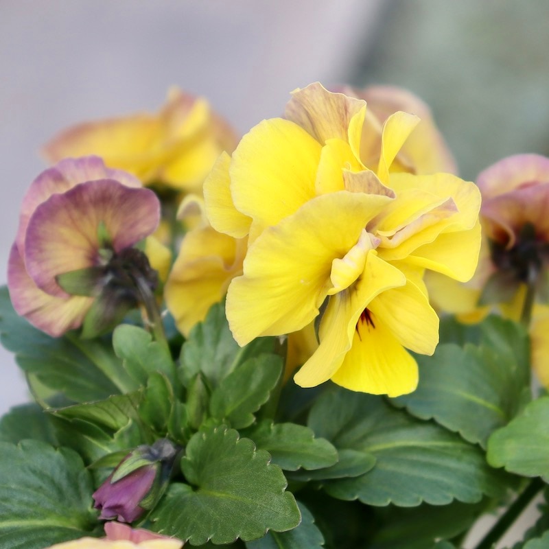 画像の現品1点限り☆八重咲きパンジー「ルナ・ドゥーブル」19番