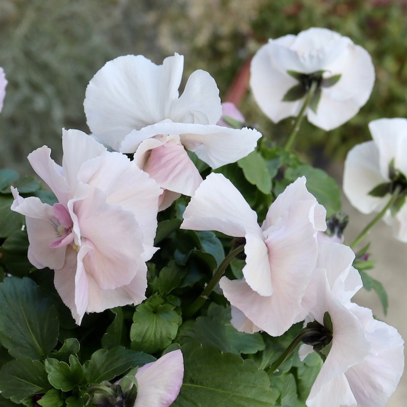 画像の現品1点限り☆八重咲きパンジー「ルナ・ドゥーブル」20番