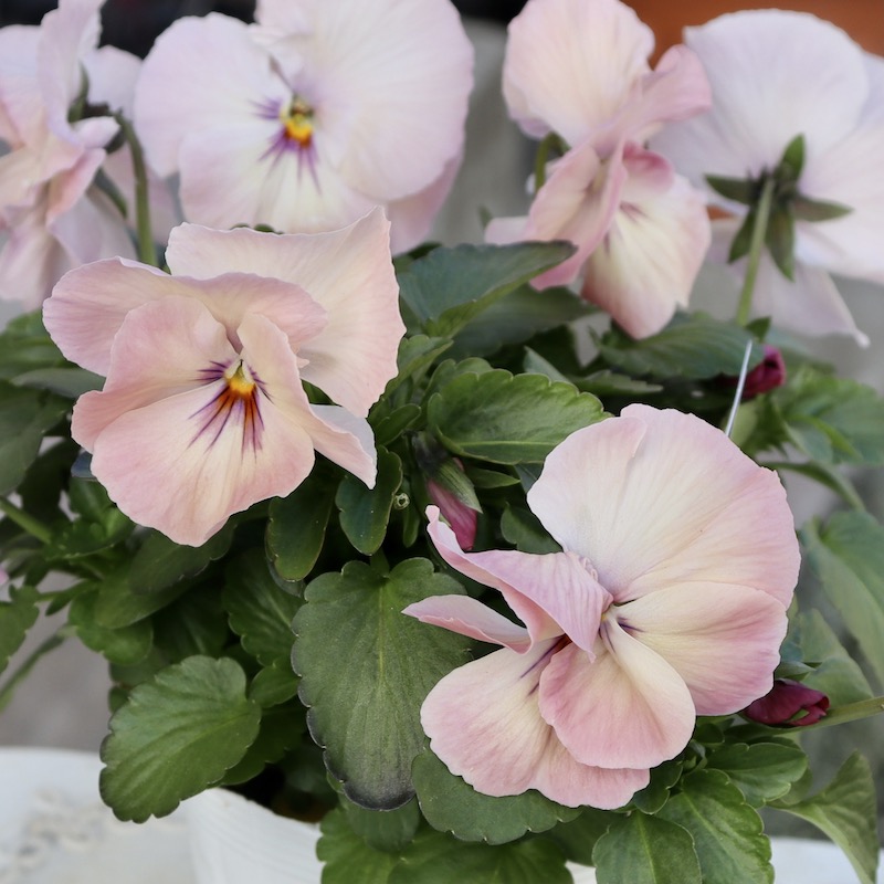 画像の現品1点限り☆八重咲きパンジー「ルナ・ドゥーブル」21番