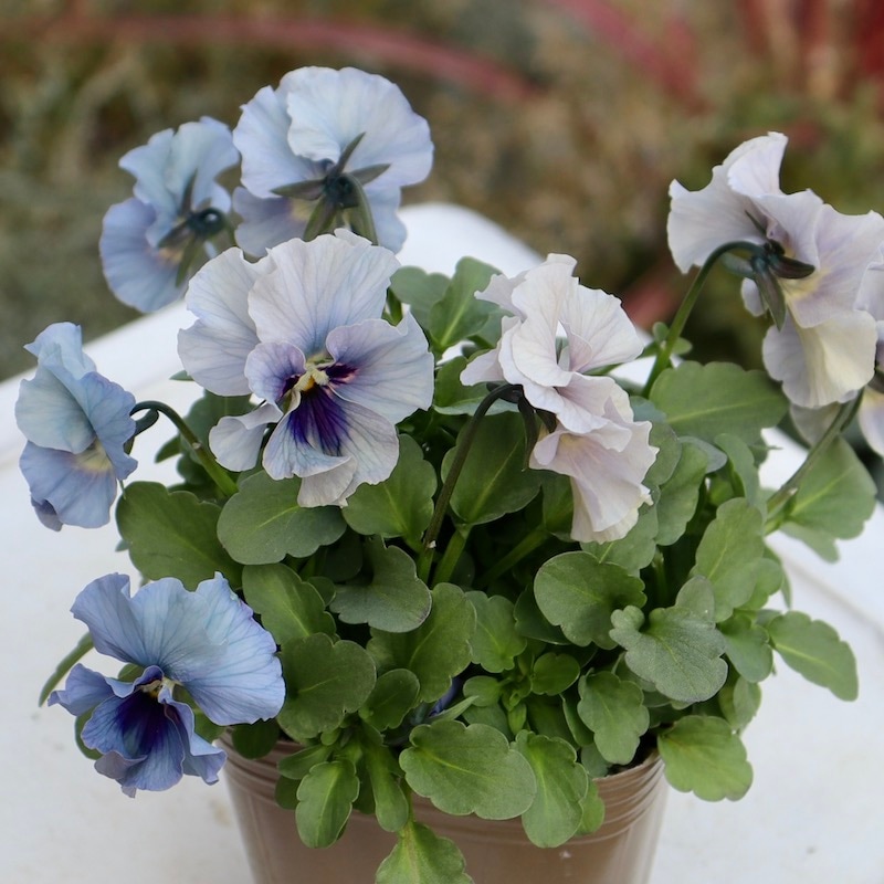 画像の現品!! 石川園芸さんのビオラ「レディ」＜23-21＞