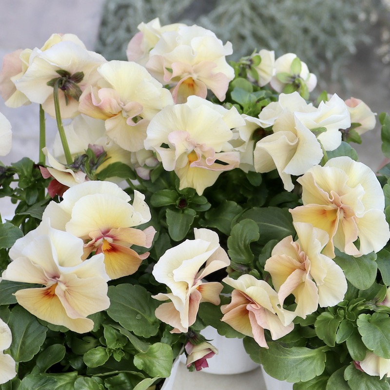 画像で花色を選べる!! うえたビオラ 2023年度試験品種〈1-5〉