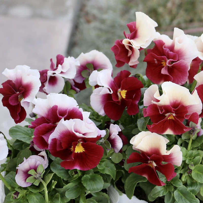 画像で花色を選べる!! うえたビオラ 2023年度試験品種〈1-6〉