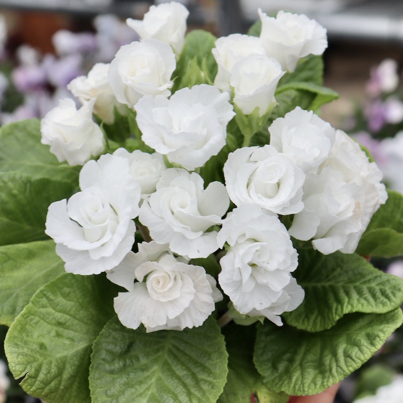 純白が美しい♪バラ咲きプリムラ・ジュリアン「シルク」