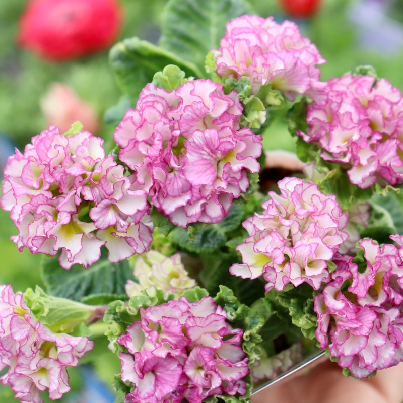 画像で花色を選べる!!k－plantsさんのプリムラ「ポンポンラパン」22番