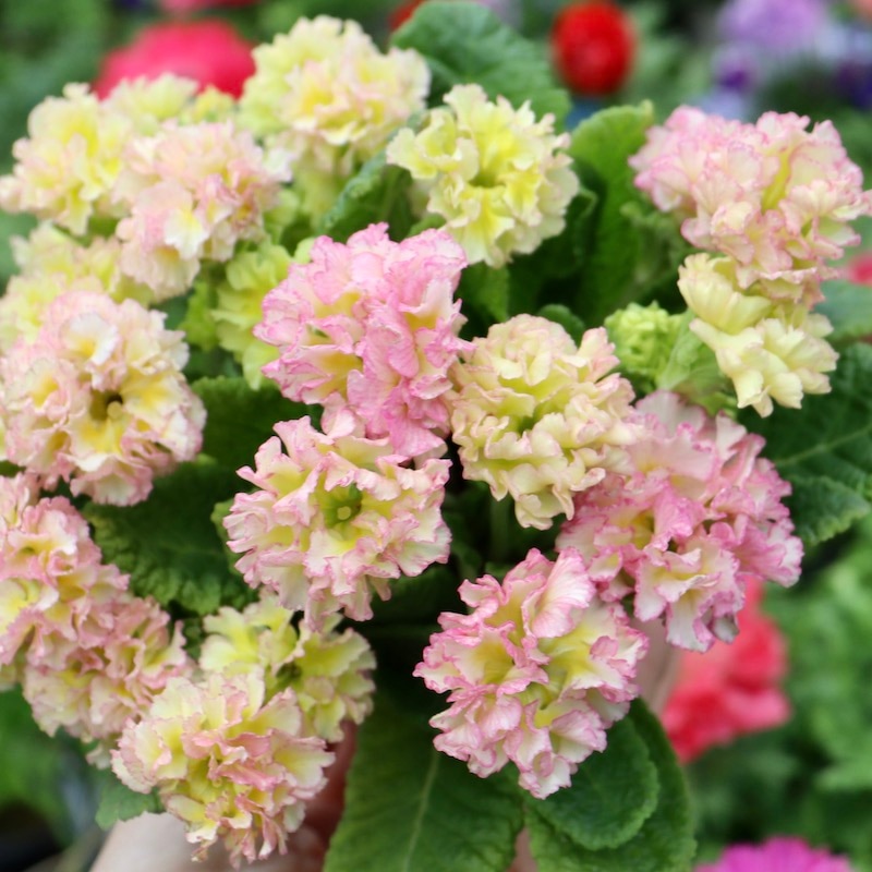 画像で花色を選べる☆ k－plantsさんのプリムラ「ポンポンラパン」23番