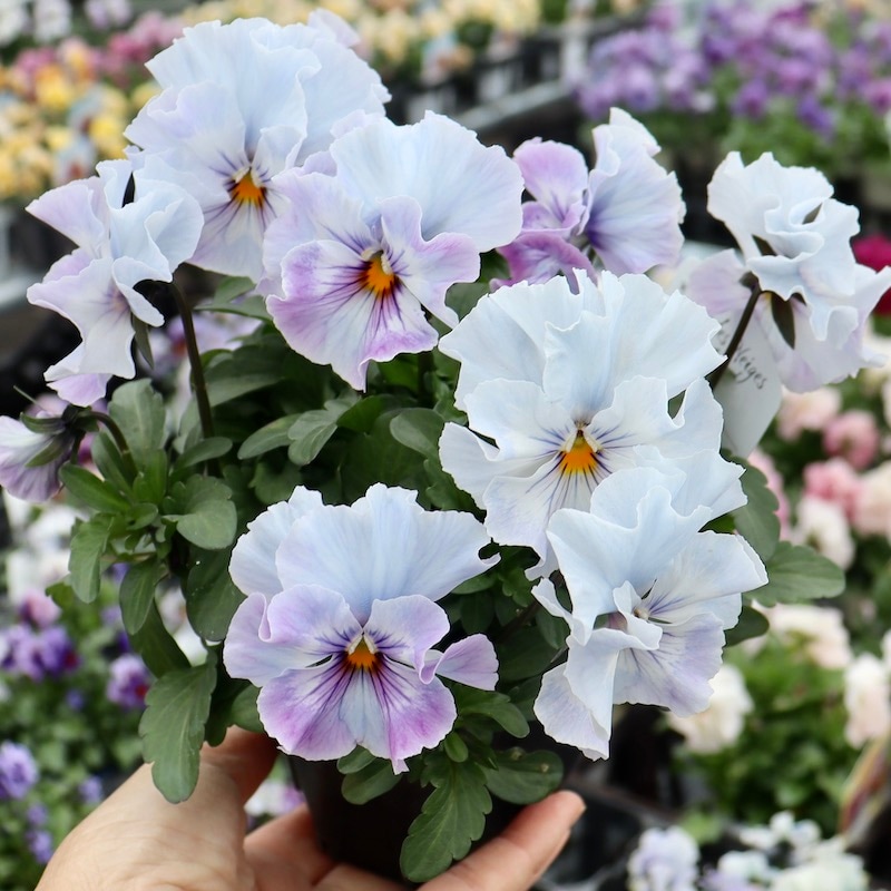 画像の現品1点限り!! 超良株☆桂楓園さんのパンジー「フェデネージュ