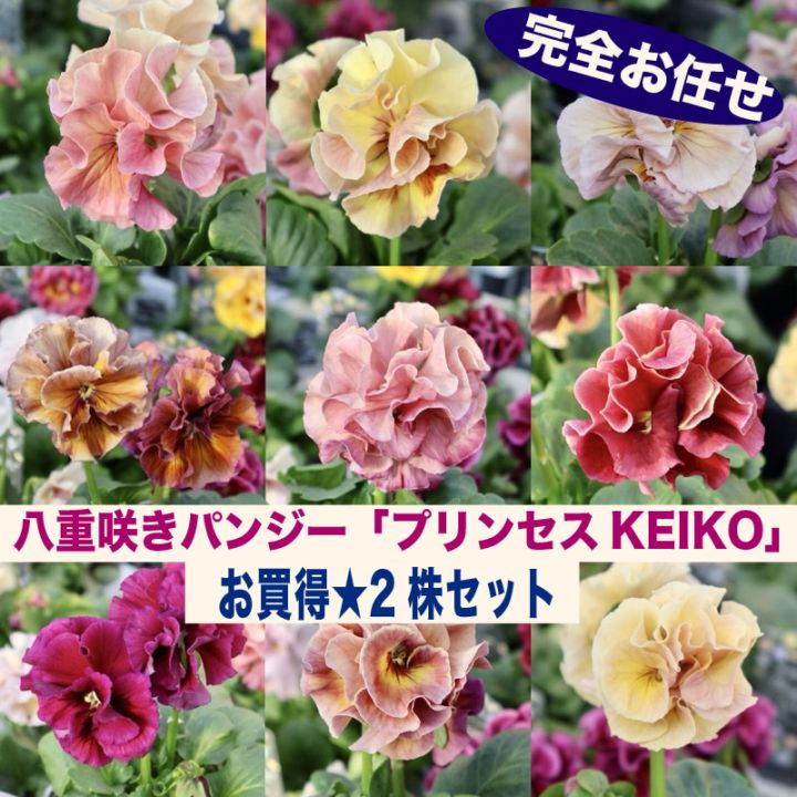 三株セット✳︎べっぴんさん育種ビオラパンジー花苗みはなだ試作品種青