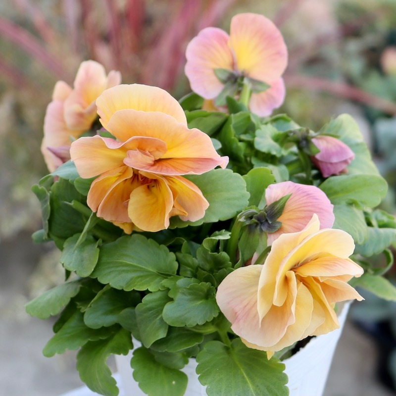 画像の現品1点限り☆八重咲きパンジー「ルナ・ドゥーブル」22番