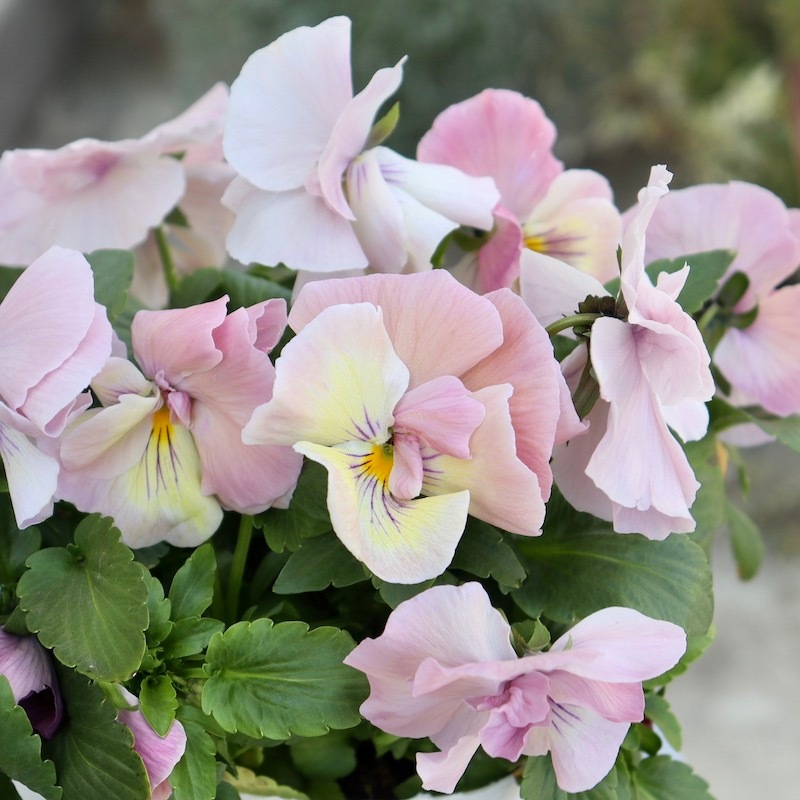 画像の現品1点限り☆八重咲きパンジー「ルナ・ドゥーブル」23番